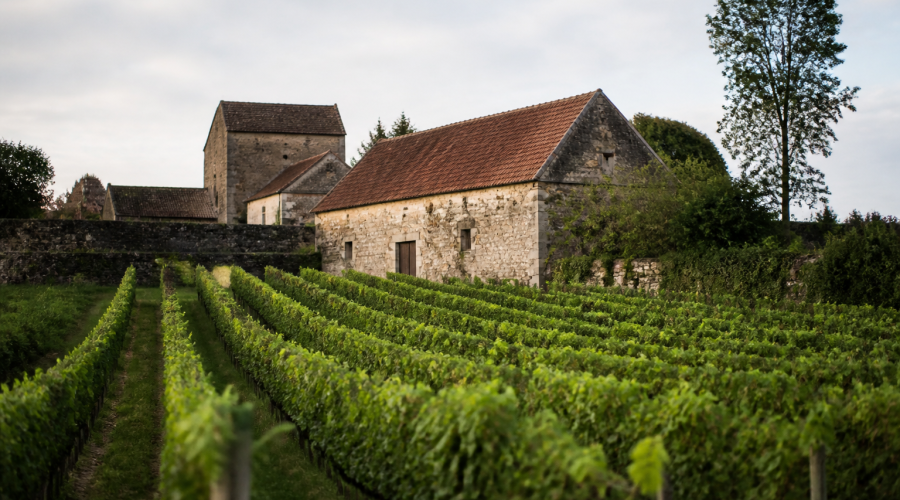 Vignobles étendus avec bâtiments pierres, rangées raisins visibles