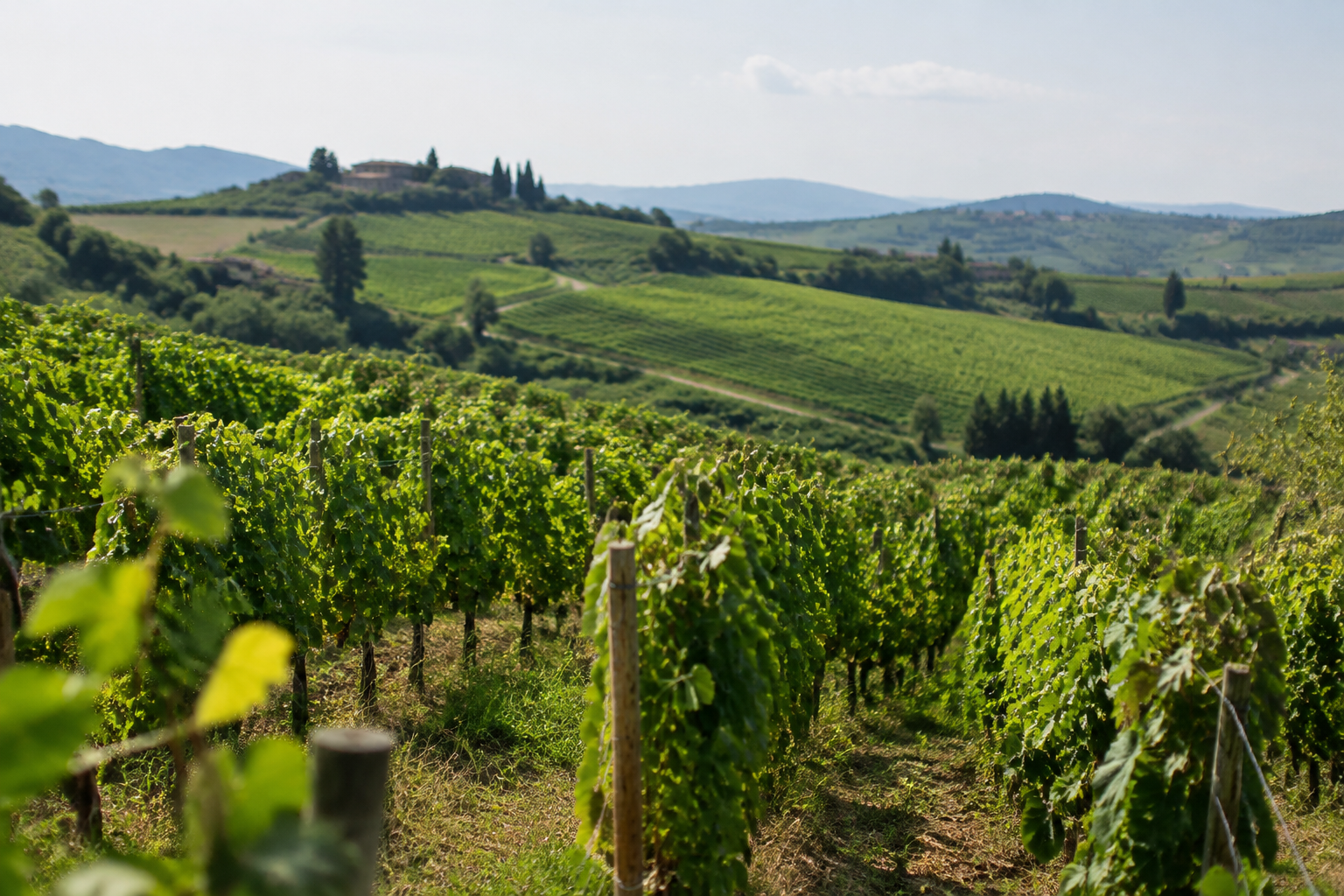 Rangees de vignes vertes s'etendant sur collines vallonnees
