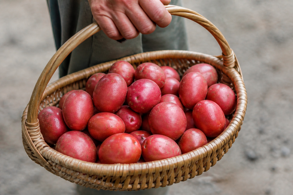 Panier grenailles fermes lisses rouges marche